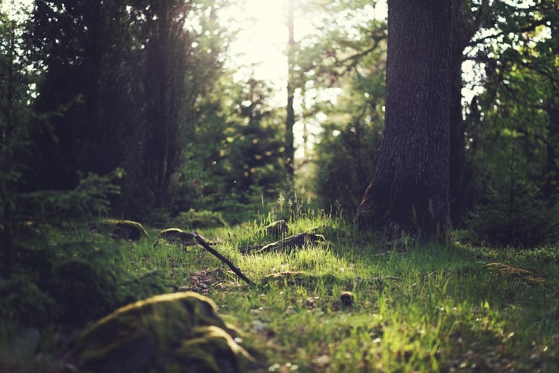 Magical Forest Clearings